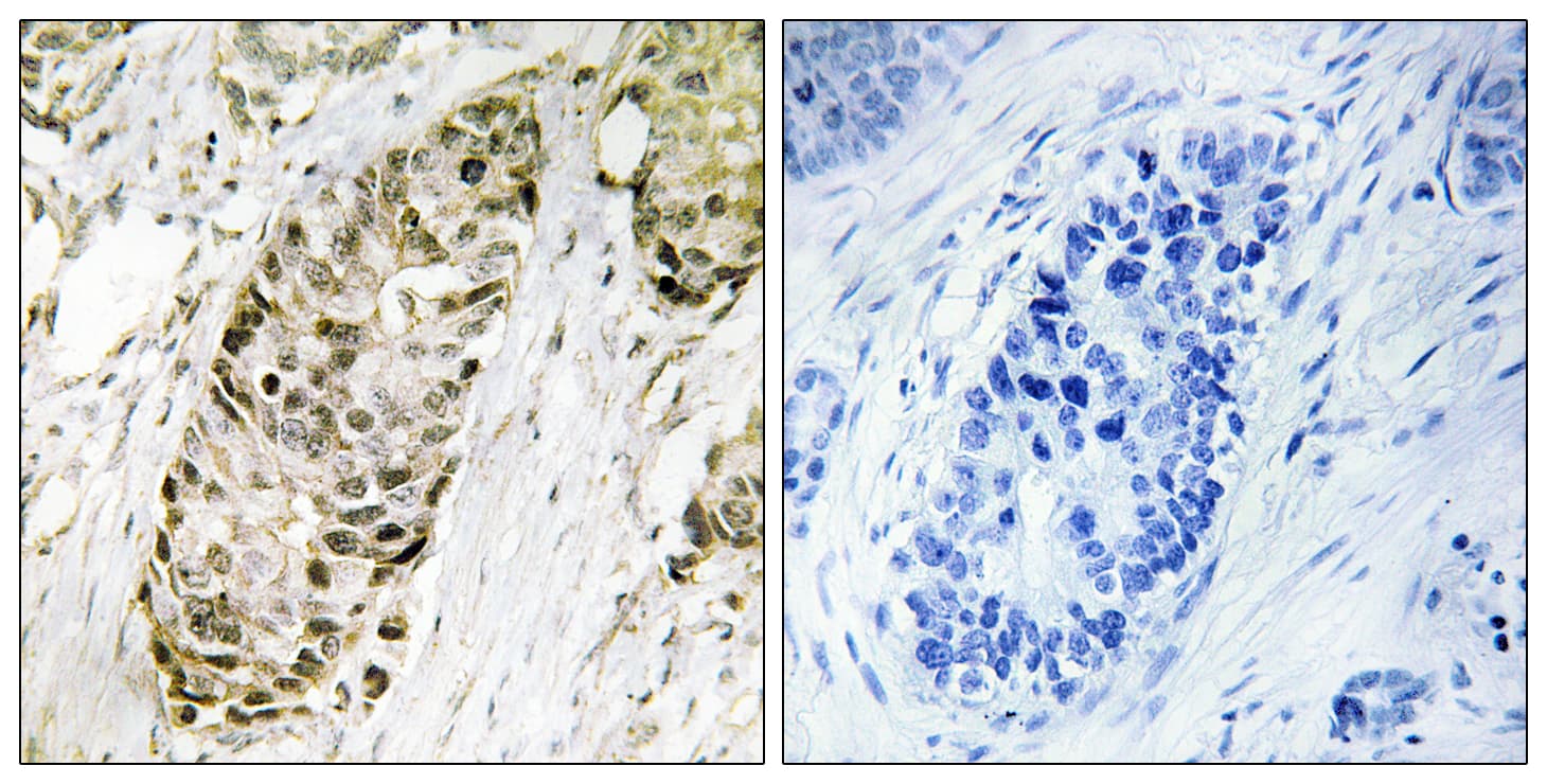 Polyclonal Rabbit anti-Human CR6 / GADD45G Antibody (aa101-150, IHC, IF)