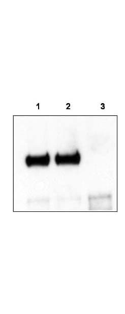 NTRK3 / TRKC Antibody