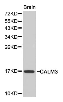 CALM3 / Calmodulin 3 Antibody