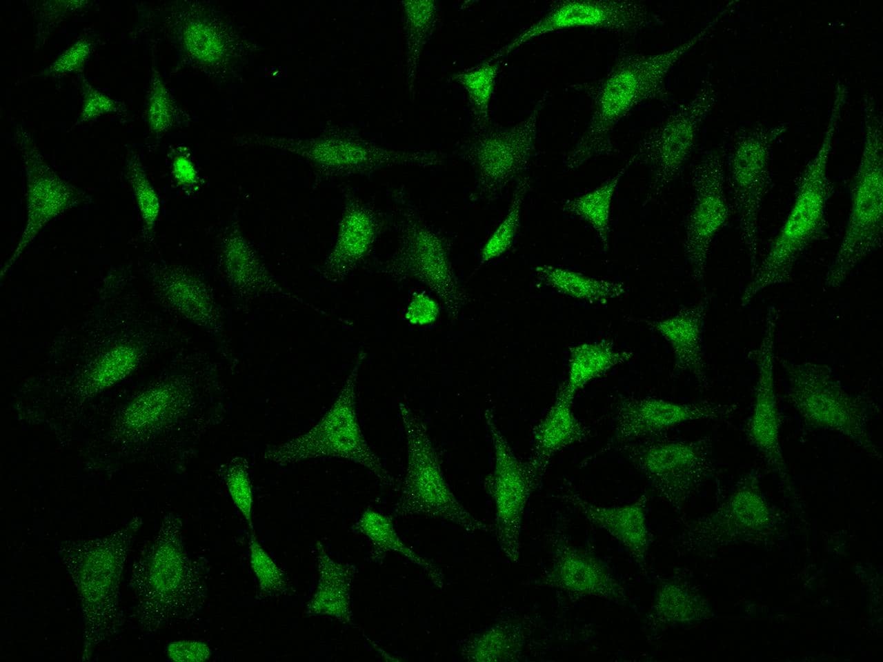 TAF7L Antibody