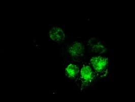 MRI1 Antibody (clone OTI6A10)