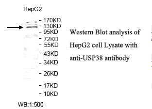 USP38 Antibody (aa41-241)