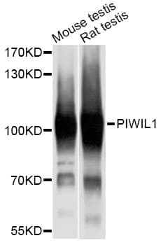 PIWIL1 / PIWI Antibody