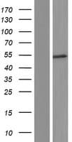 CNDP2 Protein (Over-Expression Lysate Myc-DDK (Flag))