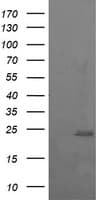 RAB37 Antibody (clone OTI2F1)