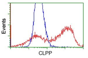CLPP Antibody (clone OTI1D3)