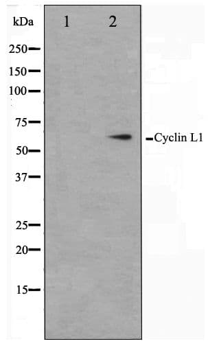 CCNL1 / Cyclin L1 Antibody