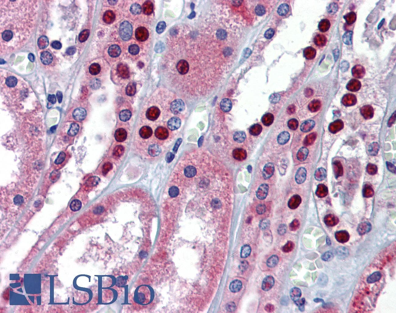 MPDZ / MUPP1 Antibody (aa1691-1740)