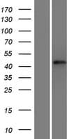 SHF Protein (Over-Expression Lysate Myc-DDK (Flag))