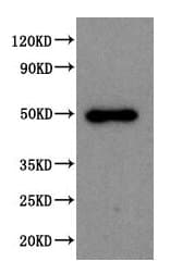 SPOCK1 / SPOCK / Testican Antibody