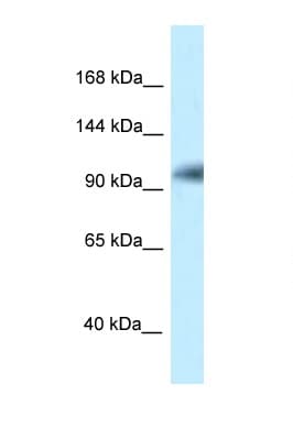 KIAA1267 Antibody (aa128-177)