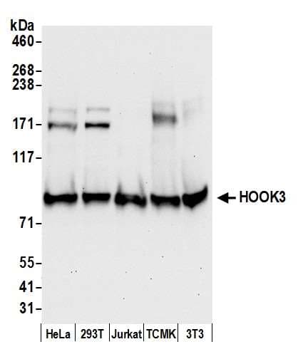 HOOK3 Antibody (aa425-475)