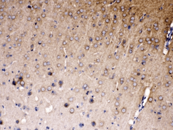 NDRG3 Antibody