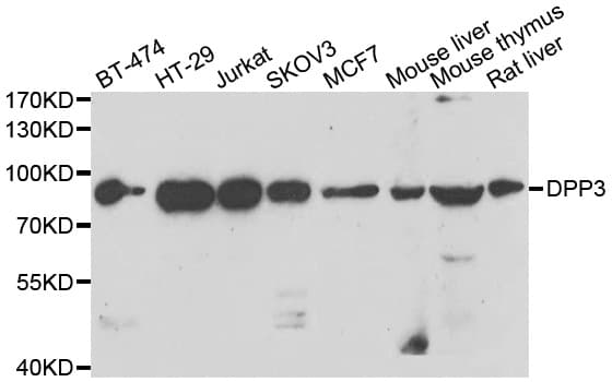 Dipeptidyl Peptidase 3 / DPP3 Antibody