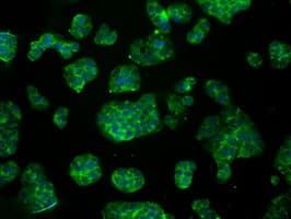 ACO2 / Aconitase 2 Antibody (clone OTI7G4, Carrier-free)