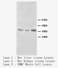 DCN / Decorin Antibody (C-Terminus)