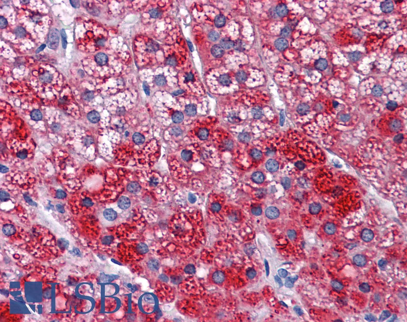 IHC-plus™ Monoclonal Mouse anti-Human SH3BP5 / SAB Antibody (clone 2B3, IHC, IF, WB)