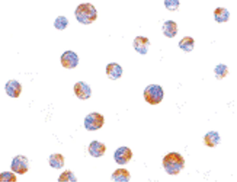 IHC-plus™ TIMD4 / TIM4 / TIM-4 Antibody