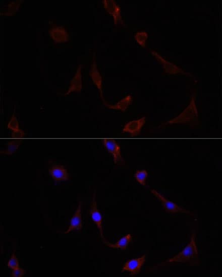 NFE2L2 / NRF2 Antibody