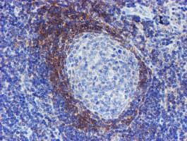 SERPINA5 / PCI Antibody (clone OTI2D10)