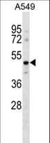 GPR37L1 Antibody (aa44-72)