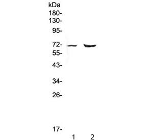 PMEL / SILV / gp100 Antibody