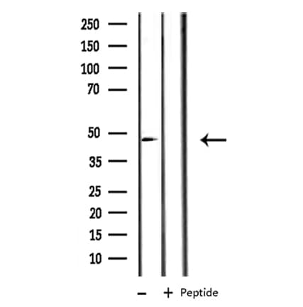ACTR3 Antibody