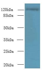 SLC4A8 / NBC Antibody