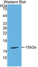 UCN2 / SRP Antibody (aa31-112, APC)