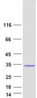 Human DUSP13 Protein (Recombinant Myc-DDK (Flag))