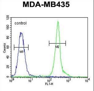 IHC-plus™ CD63 Antibody (aa163-190)
