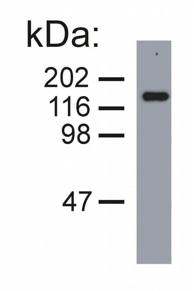 Monoclonal Mouse anti-Pig NEFM / NF-M Antibody (clone NF-09, IHC, WB)