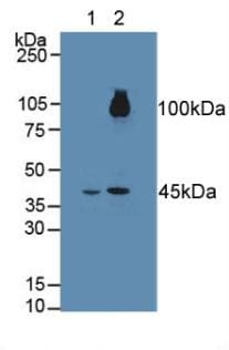 FGFRL1 Antibody (aa164-368, Biotin)