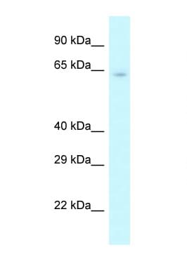 Polyclonal Rabbit anti-Mouse CSTF2 / CstF-64 Antibody (N-Terminus, IHC, WB)