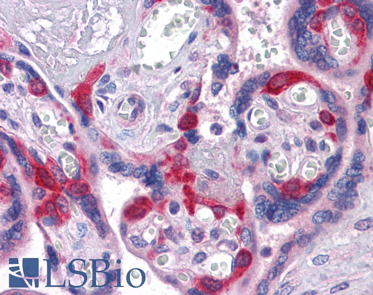 IHC-plus™ EDR / PEG10 Antibody (clone 1B1C4)
