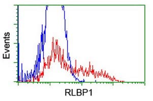 RLBP1 / CRALBP Antibody (clone OTI1G6)