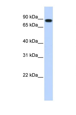 STAT5B Antibody (aa180-229)