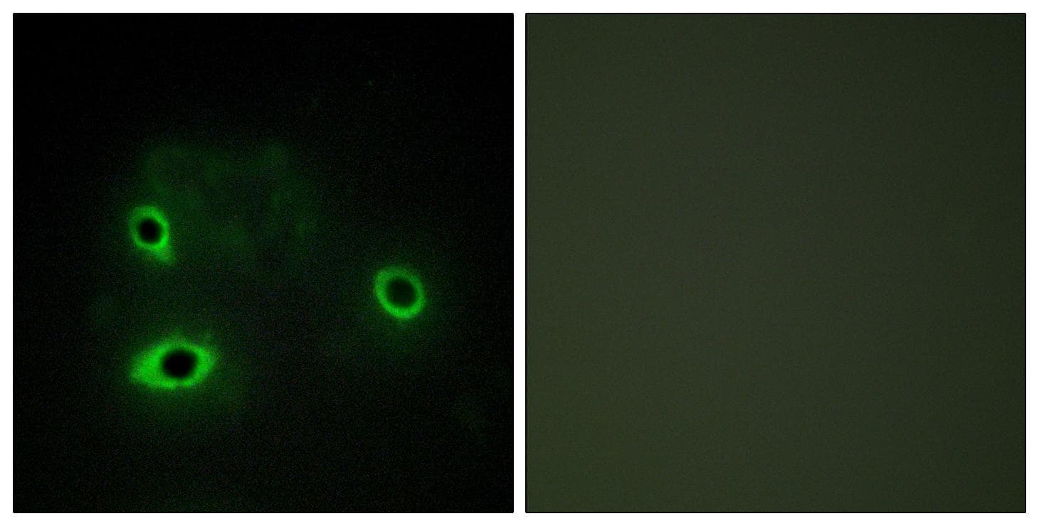 COX4I2 Antibody