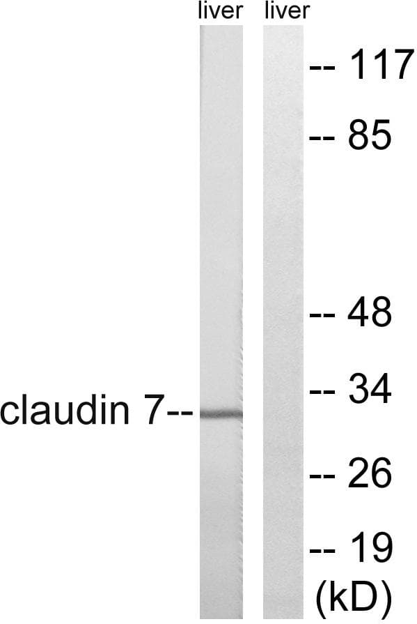 CLDN7 / Claudin 7 Antibody (p210)
