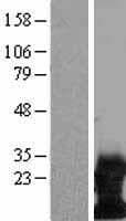 DAP12 Protein (Over-Expression Lysate Myc-DDK (Flag))