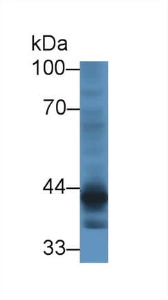 CRTAP Antibody (aa26-400, Biotin)