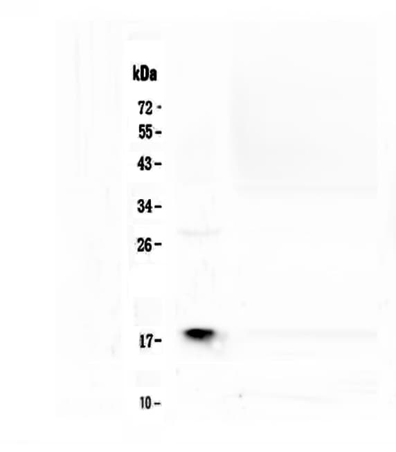 MAX Antibody