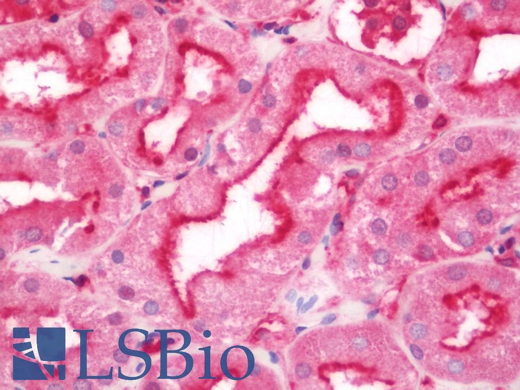 IHC-plus™ EMX1 Antibody (aa228-257)