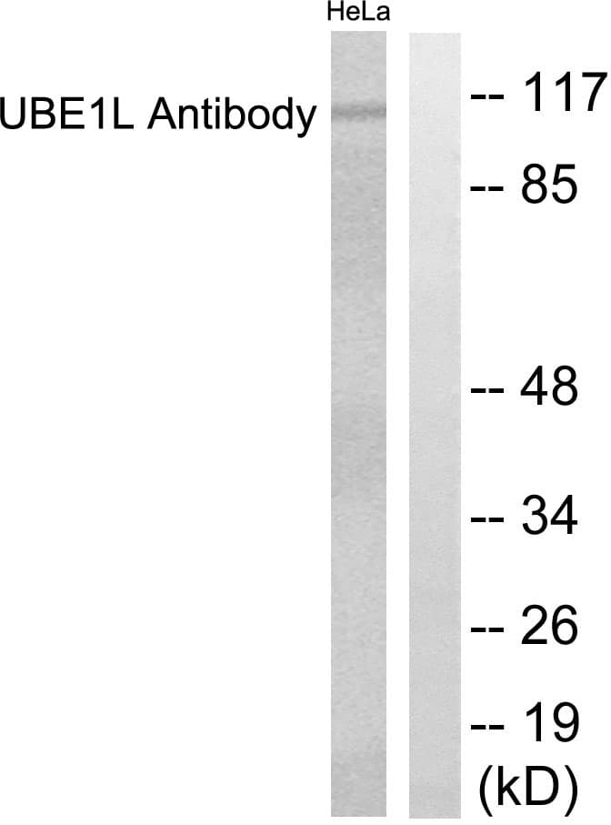 IHC-plus™ UBE1L / UBA7 Antibody (aa963-1012)