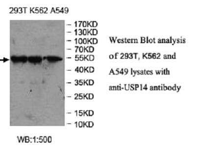 USP14 Antibody (C-Terminus)