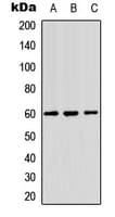 ZC3HC1 / NIPA Antibody (Internal)