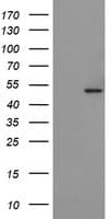 POFUT2 Antibody (clone OTI1A6)