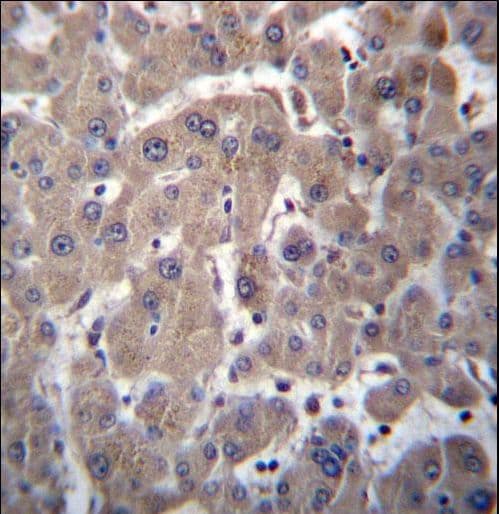YIPF1 Antibody (aa34-63)