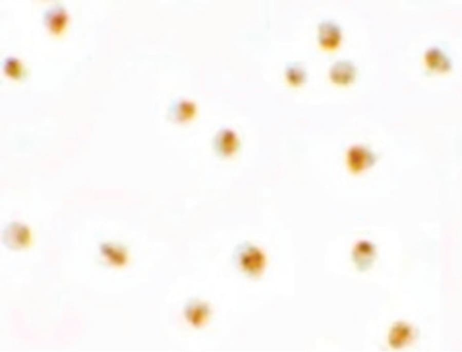IHC-plus™ Polyclonal Rabbit anti-Human C9orf116 Antibody (IHC, WB)