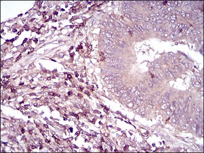 Monoclonal Mouse anti-Human CD6 Antibody (clone 6B11G6, IHC, WB)